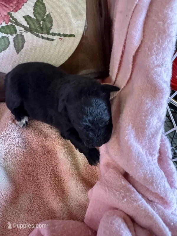 Missy – Aussiedoodle puppy for sale in Baker, FL