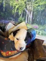 Jewel, a female Australian Shepherd for sale in Baker, FL – 6 of 10