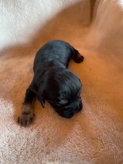 Moses, a male Cavapoo and Cavalier King Charles Spaniel for sale in Baker, FL – 3 of 7