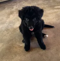 Little Sister, a female Aussiedoodle for sale in Baker, FL – 1 of 6