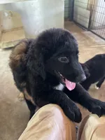 Little Sister, a female Aussiedoodle for sale in Baker, FL – 3 of 6