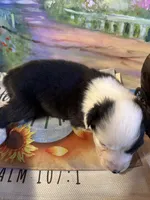 Jewel, a female Australian Shepherd for sale in Baker, FL – 10 of 10