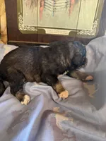 Matthew , a male Aussiedoodle for sale in Baker, FL – 6 of 6
