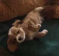 Chip, a male Cavapoo and Cavalier King Charles Spaniel for sale in Baker, FL – 5 of 8