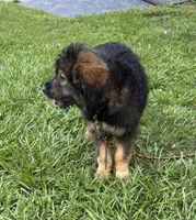 Bodie, a male Australian Shepherd for sale in Baker, FL – 3 of 9