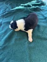 Maggie, a female Australian Shepherd for sale in Baker, FL – 8 of 10