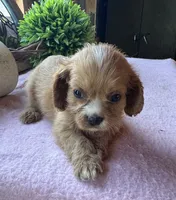 Kitty, a female Cavapoo and Cavalier King Charles Spaniel for sale in Baker, FL – 4 of 6