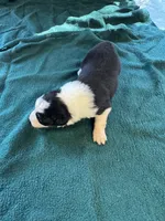 Maggie, a female Australian Shepherd for sale in Baker, FL – 10 of 10