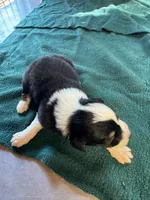 Montana, a male Australian Shepherd for sale in Baker, FL – 1 of 8