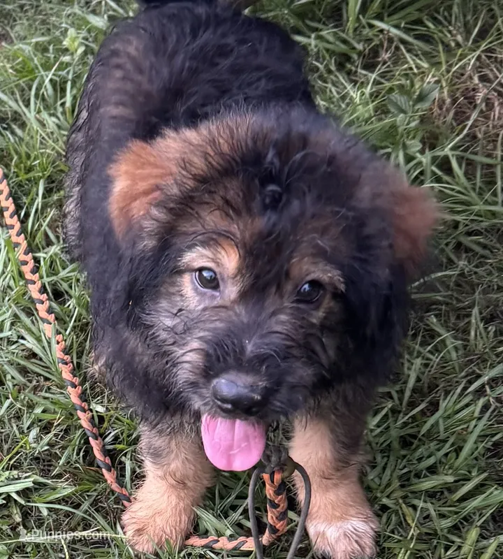 Bodie – Aussiedoodle puppy for sale in Baker, FL