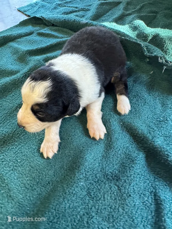 Maggie – Australian Shepherd puppy for sale in Baker, FL