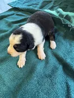 Maggie, a female Australian Shepherd for sale in Baker, FL – 1 of 10
