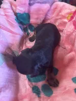  Bailey, a female Cavapoo and Cavalier King Charles Spaniel for sale in Baker, FL – 3 of 10