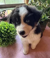 AKC Sheena, a female Australian Shepherd for sale in Baker, FL – 7 of 10