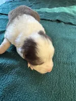 Ranger, a male Australian Shepherd for sale in Baker, FL – 3 of 6