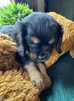 Male Black Beauty, a male Cavapoo and Cavalier King Charles Spaniel for sale in Baker, FL – 6 of 10