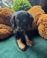 Male Black Beauty, a male Cavapoo and Cavalier King Charles Spaniel for sale in Baker, FL – 8 of 10
