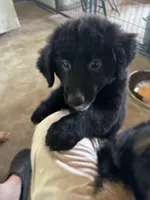 Little Sister, a female Aussiedoodle for sale in Baker, FL – 4 of 6