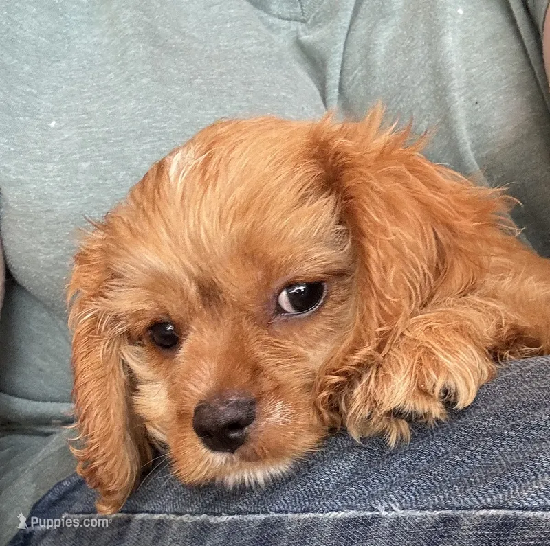 Copper – Cavapoo, Cavalier King Charles Spaniel puppy for sale in Baker, FL