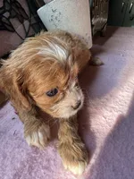 Princess , a female Cavapoo and Cavalier King Charles Spaniel for sale in Baker, FL – 3 of 10