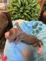 Copper, a male Cavapoo and Cavalier King Charles Spaniel for sale in Baker, FL – 10 of 10