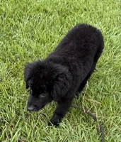 Shadow, a male Aussiedoodle for sale in Baker, FL – 1 of 7