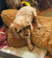 Copper, a male Cavapoo and Cavalier King Charles Spaniel for sale in Baker, FL – 6 of 6
