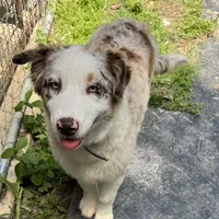 Prince, a male Australian Shepherd for sale in Baker, FL – Photo 1 of 3