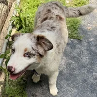 Prince, a male Australian Shepherd for sale in Baker, FL – Photo 3 of 3