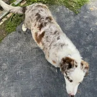 Prince, a male Australian Shepherd for sale in Baker, FL – Photo 2 of 3