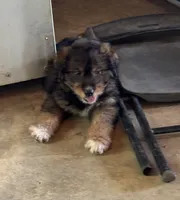 Pee Bo, a male Aussiedoodle for sale in Baker, FL – 2 of 6