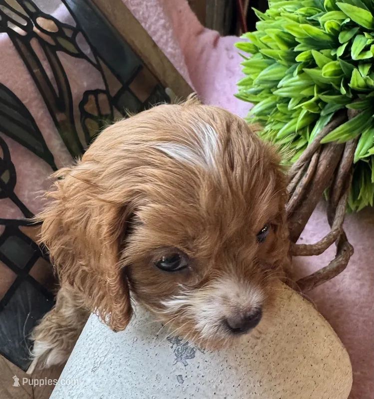 Princess  – Cavapoo, Cavalier King Charles Spaniel puppy for sale in Baker, FL