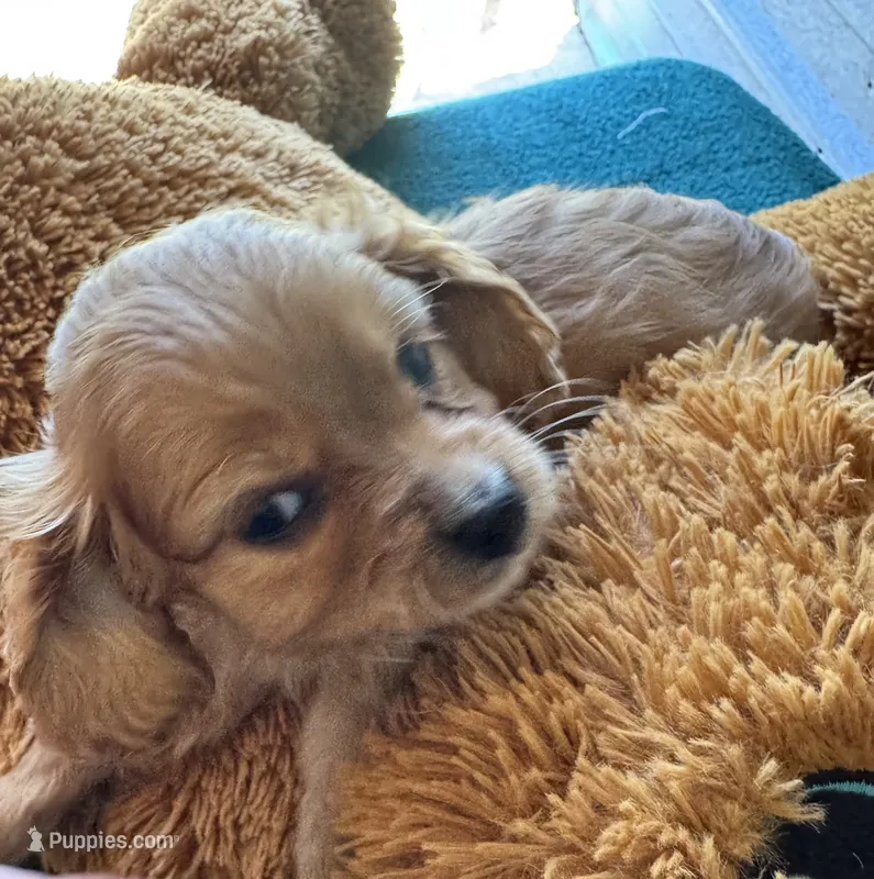 Hannity – Cavapoo, Cavalier King Charles Spaniel puppy for sale in Baker, FL