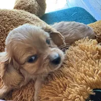 Hannity, a male Cavapoo and Cavalier King Charles Spaniel for sale in Baker, FL – 1 of 9