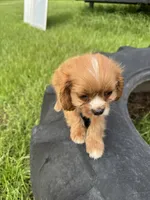 Sandy, a female Cavapoo and Cavalier King Charles Spaniel for sale in Baker, FL – 4 of 8