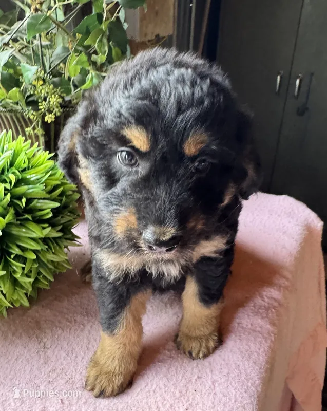 Maddie – Aussiedoodle puppy for sale in Baker, FL