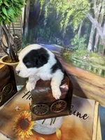 Jewel, a female Australian Shepherd for sale in Baker, FL – 9 of 10