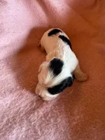 Hannah, a female Cavapoo and Cavalier King Charles Spaniel for sale in Baker, FL – 4 of 6