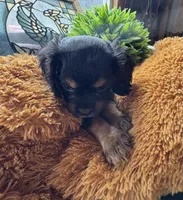 Male Black Beauty, a male Cavapoo and Cavalier King Charles Spaniel for sale in Baker, FL – 4 of 10