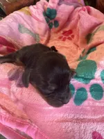  Bailey, a female Cavapoo and Cavalier King Charles Spaniel for sale in Baker, FL – 7 of 10