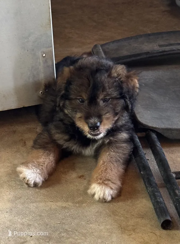 Pee Bo – Aussiedoodle puppy for sale in Baker, FL