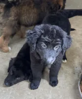 Midnight, a male Aussiedoodle for sale in Baker, FL – 5 of 7