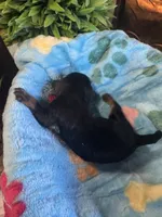 Boomer, a male Cavapoo and Cavalier King Charles Spaniel for sale in Baker, FL – 4 of 8