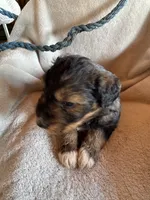 Sage, a male Aussiedoodle for sale in Baker, FL – 7 of 7