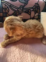 Princess , a female Cavapoo and Cavalier King Charles Spaniel for sale in Baker, FL – 10 of 10