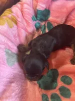  Bailey, a female Cavapoo and Cavalier King Charles Spaniel for sale in Baker, FL – 9 of 10