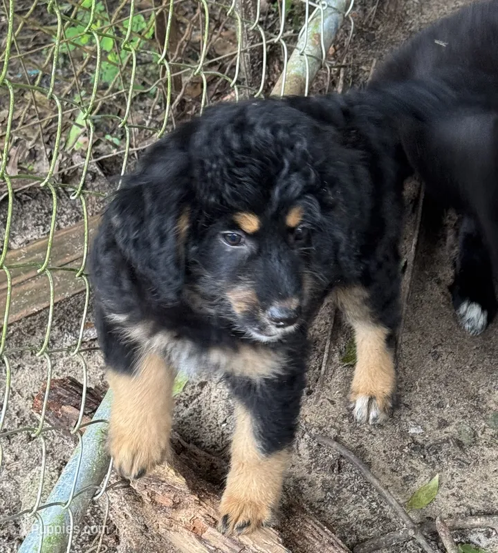 Maddie – Aussiedoodle puppy for sale in Baker, FL