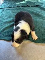 Montana, a male Australian Shepherd for sale in Baker, FL – 7 of 8