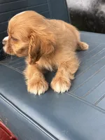 Sandy, a female Cavapoo and Cavalier King Charles Spaniel for sale in Baker, FL – 7 of 8