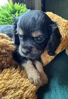 Male Black Beauty, a male Cavapoo and Cavalier King Charles Spaniel for sale in Baker, FL – 5 of 10